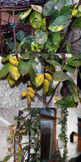 Feuilles jaunes et tachetées sur un rosier...