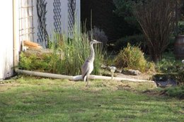 Visiteurs du jardin