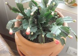 Cactus de Noël - Schlumbergera