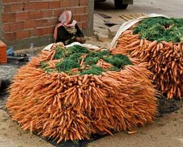 Salade de carottes et persil tubéreux