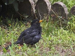 Appel à témoin : oiseaux