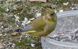 Appel à témoin : oiseaux