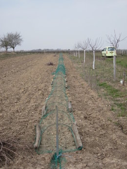 Badigeonnez-vous les troncs d'arbres fruitiers avec de la chaux ?