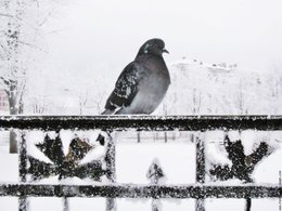 La pensée du jour