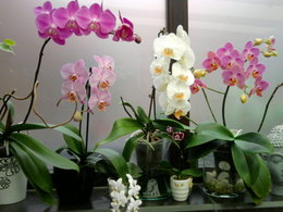 phalaenopsis