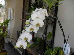 phalaenopsis