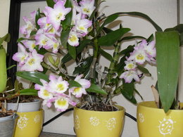 phalaenopsis