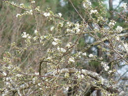 C'est le printemps?