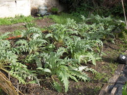 et si on faisait un petit tour au jardin potager: regard sur l'artichaut!!!