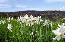 C'est le printemps?