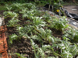 et si on faisait un petit tour au jardin potager: regard sur l'artichaut!!!