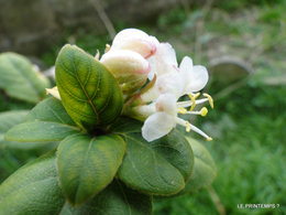 C'est le printemps?