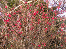 C'est le printemps?