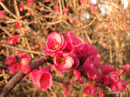 C'est le printemps?