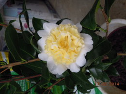 Coup de coeur: le camelia Cindy