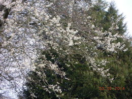 C'est le printemps?