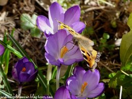 un papillon amoureux signe du jardin renaissant!!!!