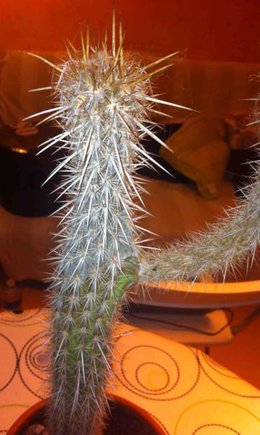 Mon cactus va mal et il a besoin de vous
