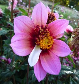 Dahlia bicolore