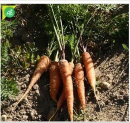 Allez-vous faire des semis de carottes au potager ?