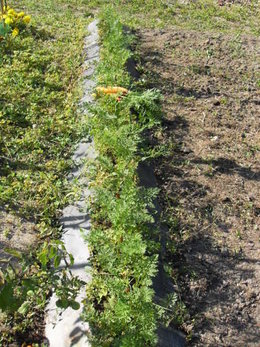 Allez-vous faire des semis de carottes au potager ?