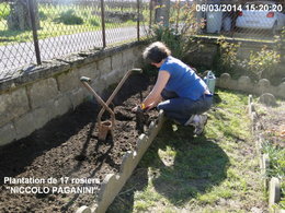 Plantation de rosiers