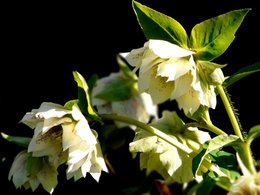 l'hellébore, la beauté de la reine de mars!