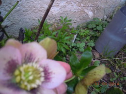 l'hellébore, la beauté de la reine de mars!