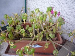 Impatiens de Nouvelle Guinée