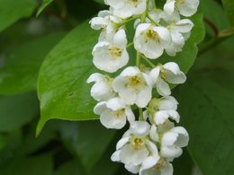 Impatiens balfouri - Balsamine