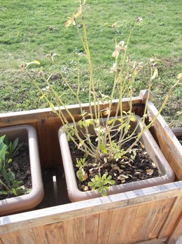 petits arbustes en bacs