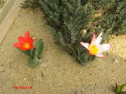 Tulipe botanique 'Tarda' - Tulipa