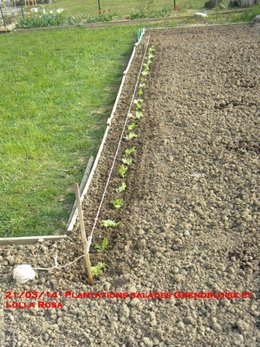 Début mars, avez-vous déjà semé des légumes à l'abri ?