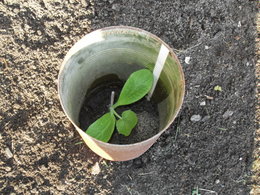 Début mars, avez-vous déjà semé des légumes à l'abri ?