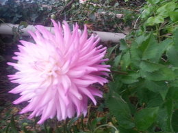 Allez-vous planter des dahlias dans le jardin ?