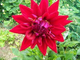 Allez-vous planter des dahlias dans le jardin ?