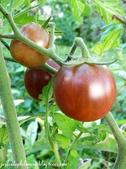 La tomate creusoise: Le réveil en fafare!