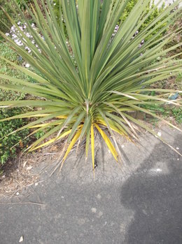 CORDYLINE