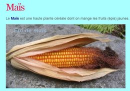 Engrais naturel pour plantes en pots