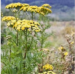 Traitement naturel pour pucerons, chenilles et mouches (aleurodes)