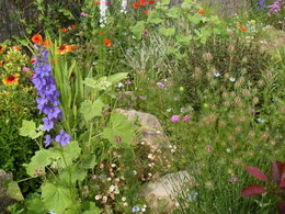 Semis de plantes annuelles pour fleurir le jardin cet été ?