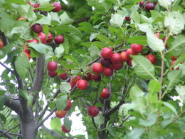 prunus ou cerisier