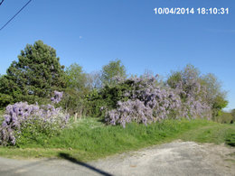 Glycine fleurie 