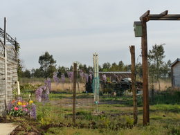 Glycine fleurie 