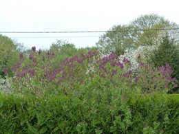 Glycine fleurie 