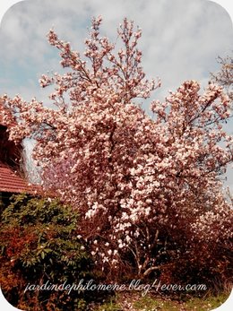 sur les traces du plus bel arbre d'avril