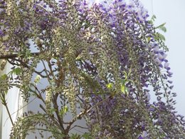 Glycine fleurie 