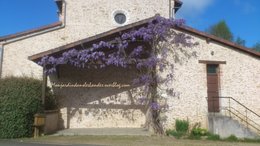 Glycine fleurie 