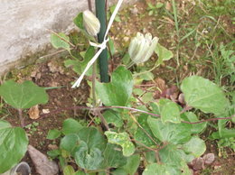 Glycine fleurie 