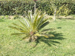 Problème avec un cycas 